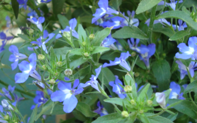 The Unforced Rhythms of Grace